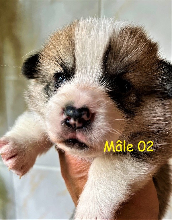 Chiot N°2