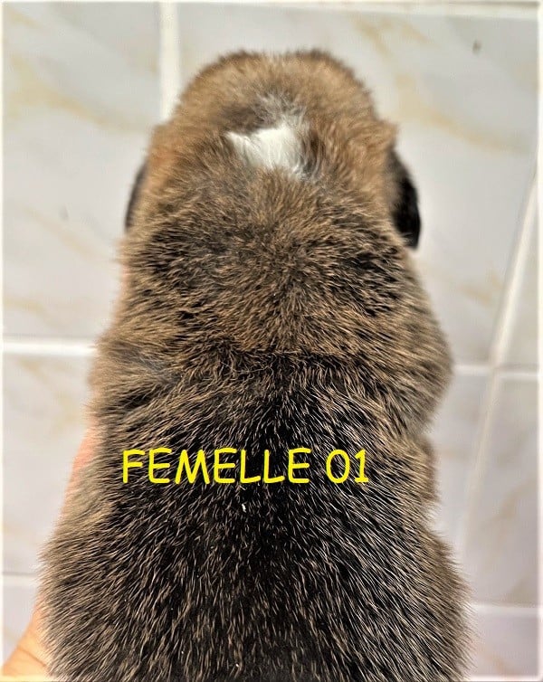 Chiot N°3