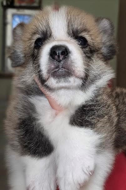 Babydel - Welsh Corgi Pembroke