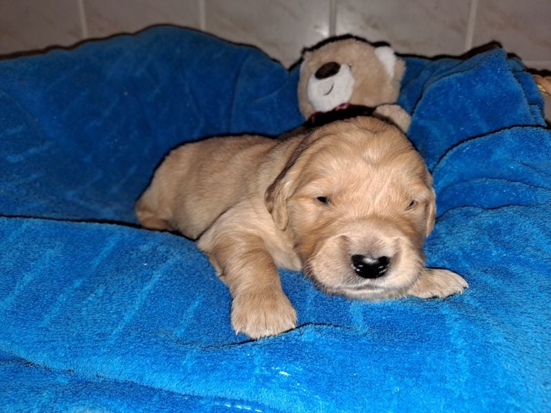 Mâle N° 02 - Golden Retriever