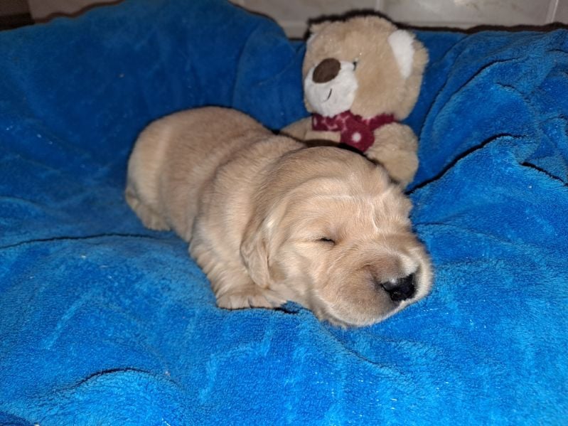 Femelle N°04 - Golden Retriever
