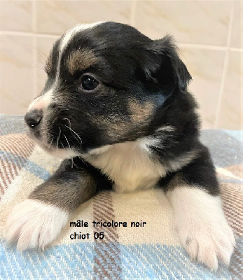 Les chiots de Berger Américain Miniature 