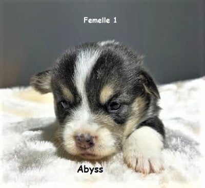 Les chiots de Welsh Corgi Pembroke