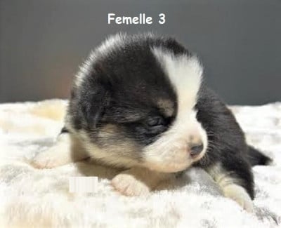 Les chiots de Welsh Corgi Pembroke