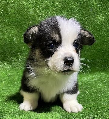 Les chiots de Welsh Corgi Pembroke