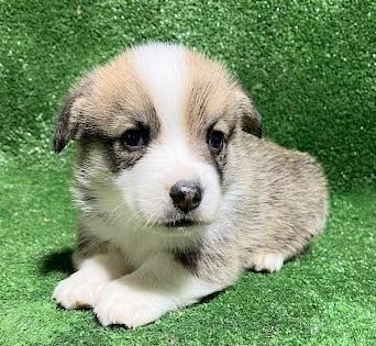 Les chiots de Welsh Corgi Pembroke