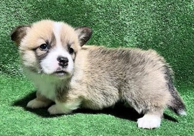 Les chiots de Welsh Corgi Pembroke