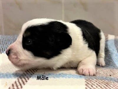 CHIOT 2 - Berger Américain Miniature