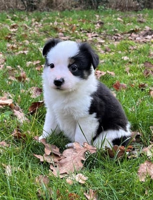 Les chiots de Berger Américain Miniature 