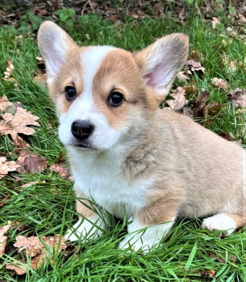 Les chiots de Welsh Corgi Pembroke