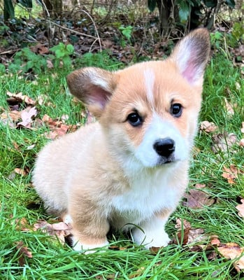 Les chiots de Welsh Corgi Pembroke