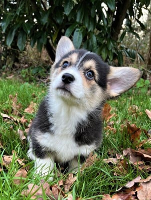 Les chiots de Welsh Corgi Pembroke