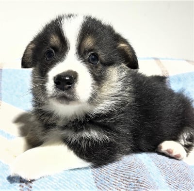 Les chiots de Welsh Corgi Pembroke