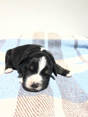 Berger Américain Miniature