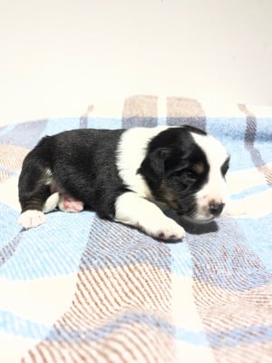 Les chiots de Berger Américain Miniature 