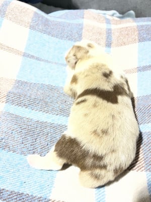 Les chiots de Berger Américain Miniature 