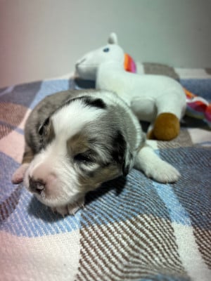 Les chiots de Berger Américain Miniature 