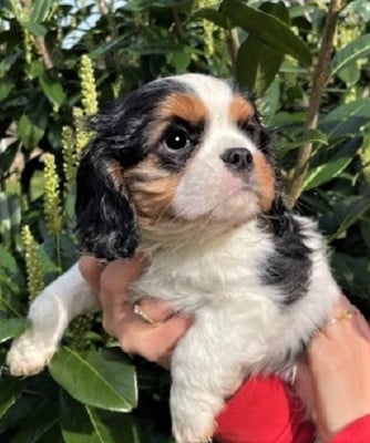 Cavalier King Charles Spaniel