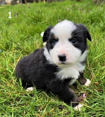 Les chiots de Berger Américain Miniature 