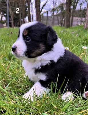 Les chiots de Berger Américain Miniature 