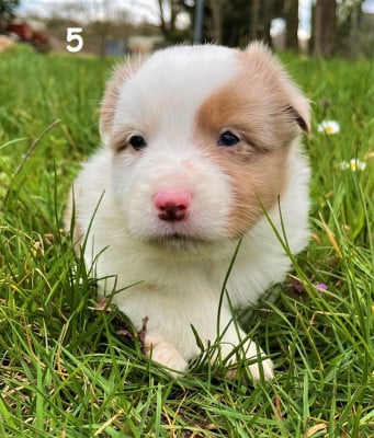 Les chiots de Berger Américain Miniature 