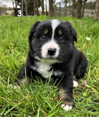 Les chiots de Berger Américain Miniature 