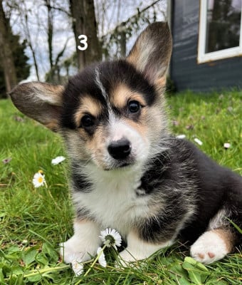 Les chiots de Welsh Corgi Pembroke
