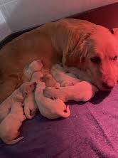 Les chiots de Golden Retriever
