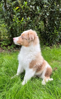 Les chiots de Berger Américain Miniature 