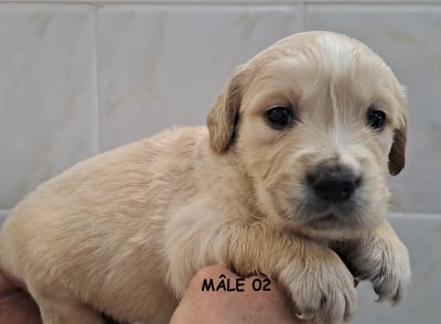 Les chiots de Golden Retriever