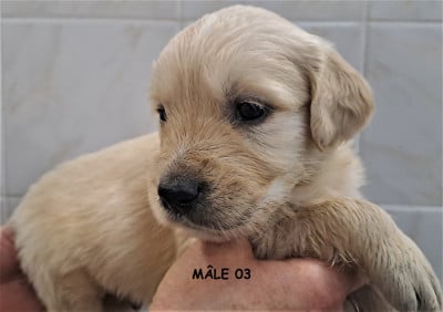 Les chiots de Golden Retriever