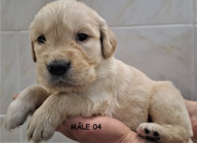 Les chiots de Golden Retriever