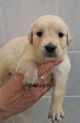 Les chiots de Golden Retriever