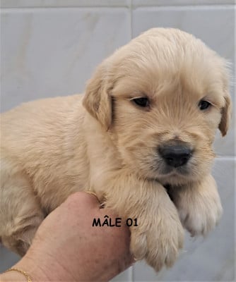 Les chiots de Golden Retriever