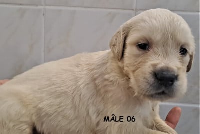 Les chiots de Golden Retriever