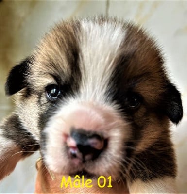 Les chiots de Welsh Corgi Pembroke