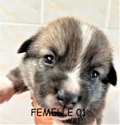 Les chiots de Welsh Corgi Pembroke