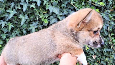 Les chiots de Welsh Corgi Pembroke