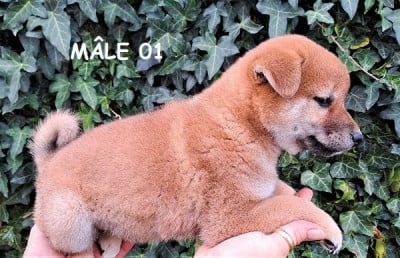 Les chiots de Shiba