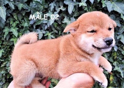 Les chiots de Shiba
