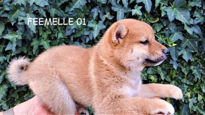 Les chiots de Shiba
