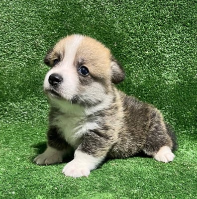 Les chiots de Welsh Corgi Pembroke
