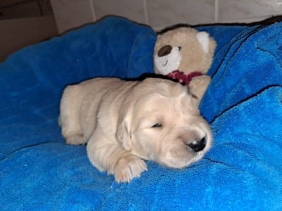 Les chiots de Golden Retriever
