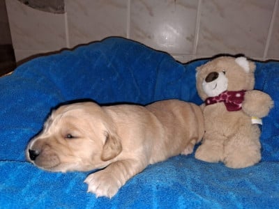 Les chiots de Golden Retriever