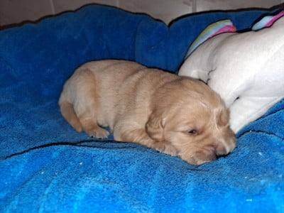 Les chiots de Golden Retriever