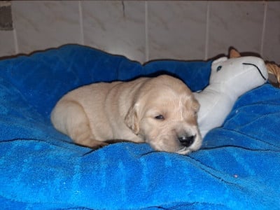 Les chiots de Golden Retriever