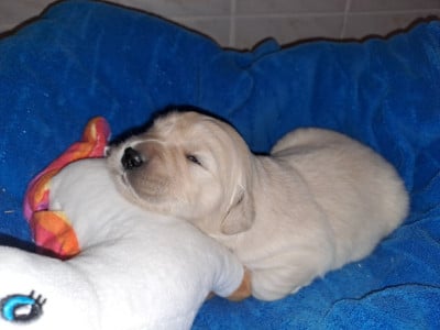 Les chiots de Golden Retriever
