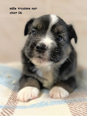 Les chiots de Berger Américain Miniature
