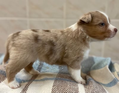 Les chiots de Berger Américain Miniature 