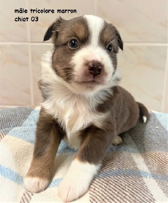 Les chiots de Berger Américain Miniature 